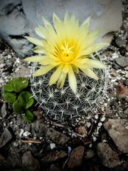 Coryphantha delicata