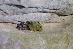 Eleutherodactylus flavescens