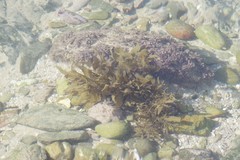 Sargassum incisifolium