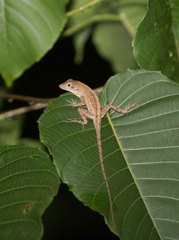 Anolis