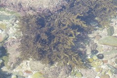 Sargassum incisifolium