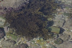 Sargassum incisifolium