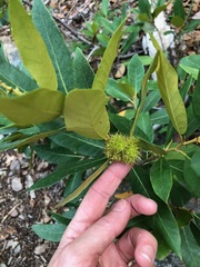 Chrysolepis sempervirens