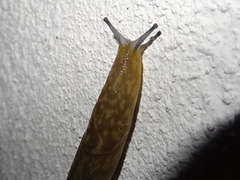 Limacus flavus