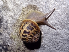 Cornu aspersum