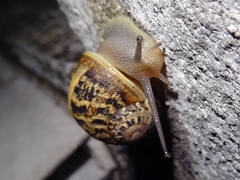 Cornu aspersum