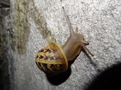 Cornu aspersum