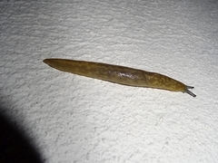 Limacus flavus