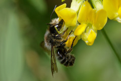 Megachile