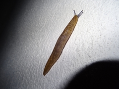 Limacus flavus
