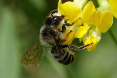 Megachile