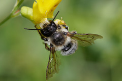 Megachile