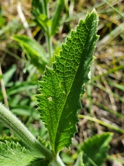 Verbena macdougalii