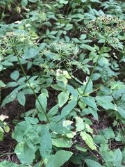 Aegopodium podagraria