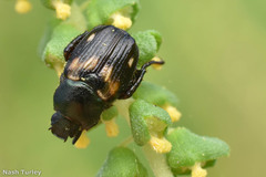 Strigoderma pygmaea