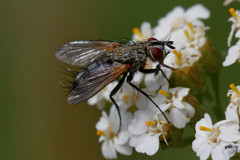 Tachinidae