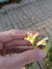 Linaria vulgaris