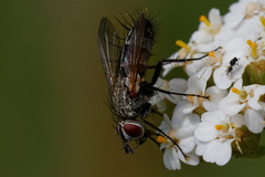 Tachinidae