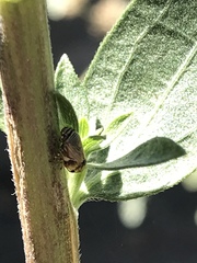 Clastoptera lineatocollis