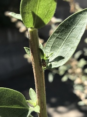 Clastoptera lineatocollis