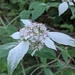 Pycnanthemum - Photo (c) Richard W. Tate, some rights reserved (CC BY-NC), uploaded by Richard W. Tate