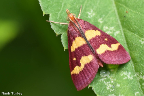 Coffee-loving and Southern Purple Mint Moths photo 6