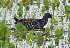 Pardirallus maculatus