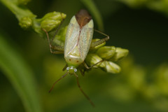 Adelphocoris