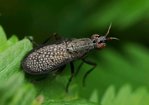 Coremacera marginata nuotrauka
