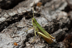 Chorthippus dorsatus