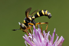 Conops scutellatus