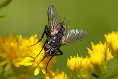 Eriothrix rufomaculata