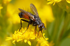 Eriothrix rufomaculata