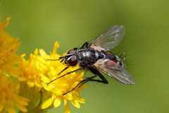 Eriothrix rufomaculata