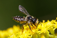 Megachile
