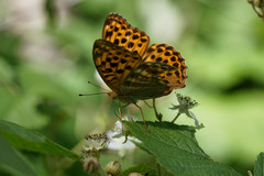 Argynnis paphia