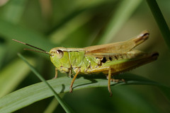Pseudochorthippus montanus