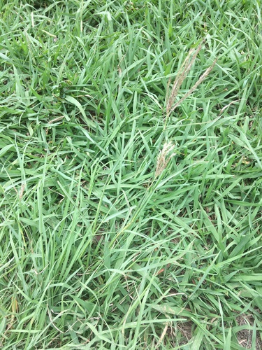 yellow bluestem (Bothriochloa ischaemum)