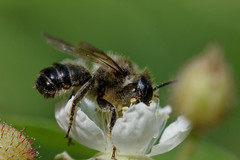 Megachile