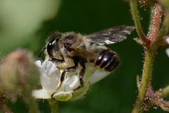 Megachile