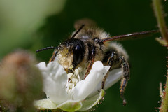Megachile