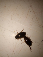 Tropisternus lateralis