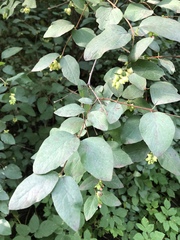 Symphoricarpos albus