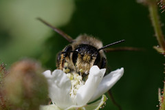 Megachile