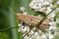 Chorthippus dorsatus