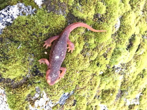 iNaturalist observation photo of Sierra Newt