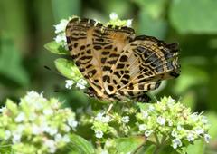 Symbrenthia niphanda