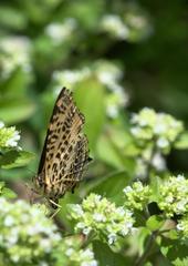 Symbrenthia niphanda