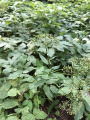 Aegopodium podagraria