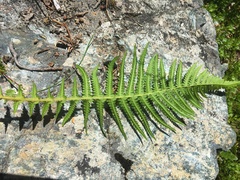 Oreopteris quelpartensis